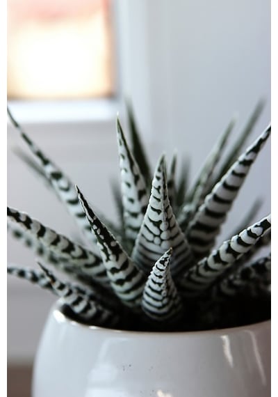 Zebra Sukulent Haworthia Fasciata Alba Beyaz Benekli Özel Tür Suk