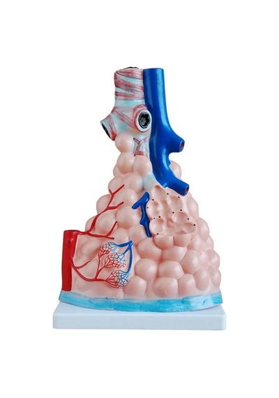 Pulmoner Alveoller  Modeli