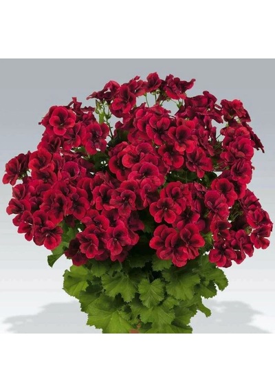 Clarion Dark Red Koyu Kırmızı Çiçekli Sardunya Canan Çiçeği Fidesi 1 Adet