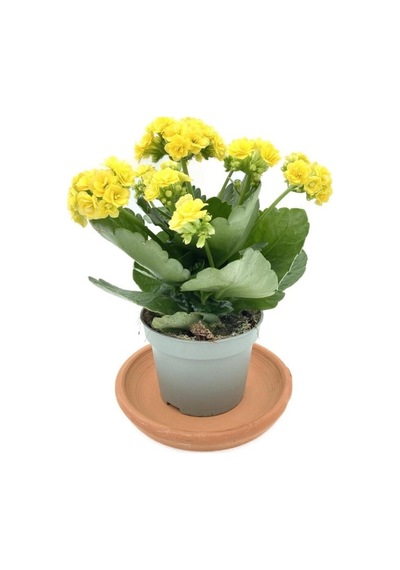 Yellow Kalanchoe Seedling Sarı Kalanchoe Fidanı Kalanşo 10-20 Cm