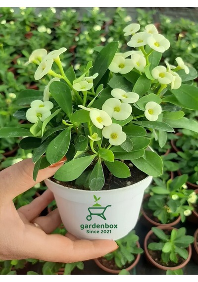 White Euphorbia Milii Dikenler Tacı Çiçeği Beyaz Renk 10-15cm