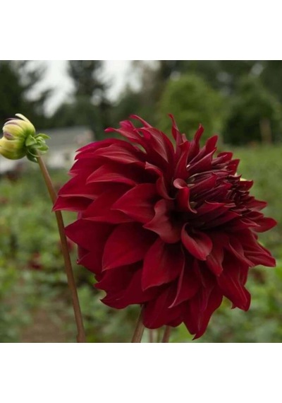 Bordo Renk Spartacus Dahlia Yıldız Çiçeği Yumrusu 1 Adet