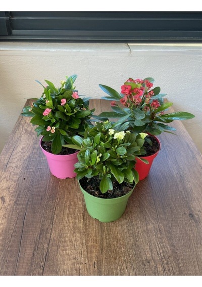 Çok Avantajlı Euphorbia Milii - 3'lü Dikenler Tacı Set