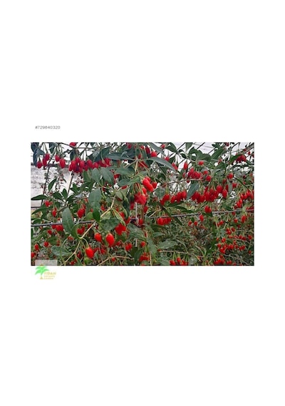 12 Adet Goji Berry Fidanı Damaye Tombul Meyve 9 Luk Saksıda 12 Ay Dikim Yapılabilir