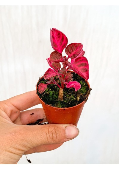 Çingene Şalvarı Bitkisi Iresine Herbstii 5.5 Cm Mini Saksıda