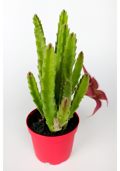 Leş Kaktüsü Stapelia Grandiflora Büyük Boy 8.5 cm Kırmızı Saksıda