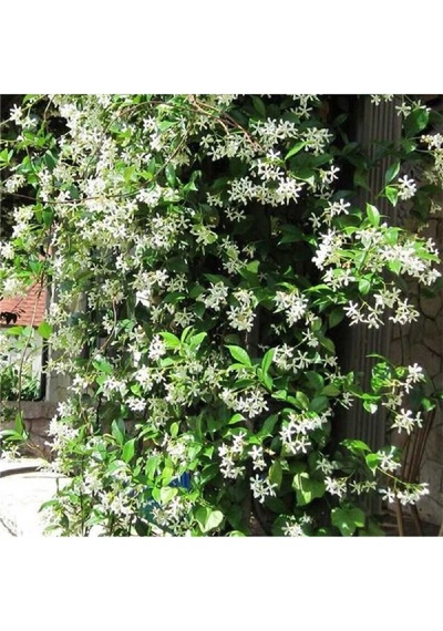 Mis Kokulu Sarmaşık Arap Yasemin Full Çiçeği Mini Fidan, Beyaz Çiçekli Bitki, Jasminum Sambac