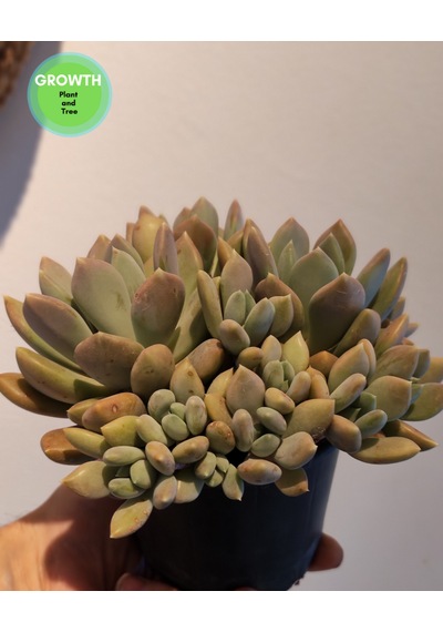 Pachyveria Draco Sukulent 1 Adet