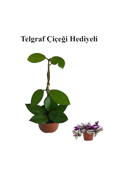 Sevgililer Gününe Özel Beyaz Renk Hoya-mum Çiçeği Telgraf Hediyeli
