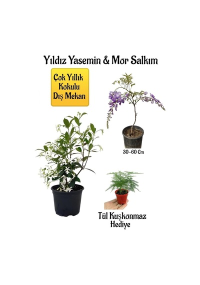 Kokulu Yıldız Yasemin Çiçeği+mor Salkım Ağacı Fidanı Tül Kuşkonmaz Peyzaj Seti