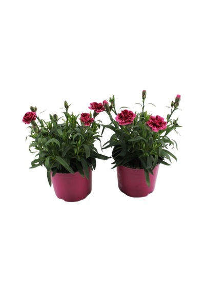 Mis Kokulu Fuşya Renk Karanfil Çiçeği Avantajlı Ürün 4 Adet Saksılı 15-25cm Dianthus
