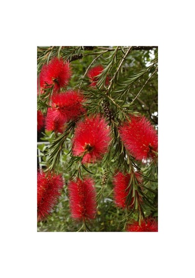 Saksılı Fırça Çalısı Fidanı Callistemon Laevis 10-20 Cm