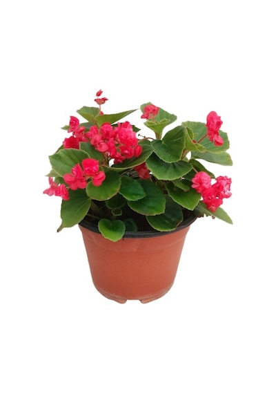 Begonia Begonya Çiçeği Fuşya 10-20 Cm
