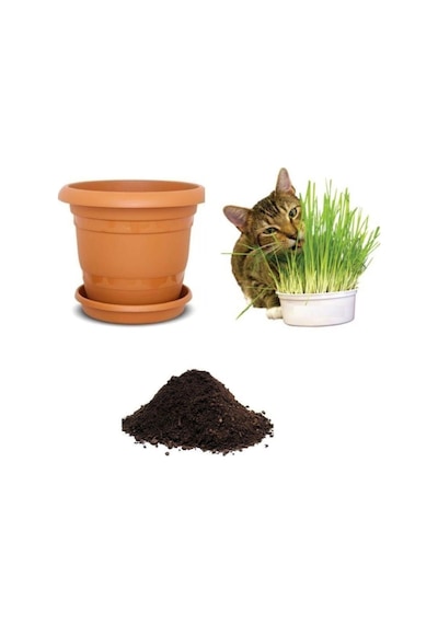 Ithal Kedi Çimi Tohumu Ekim Seti