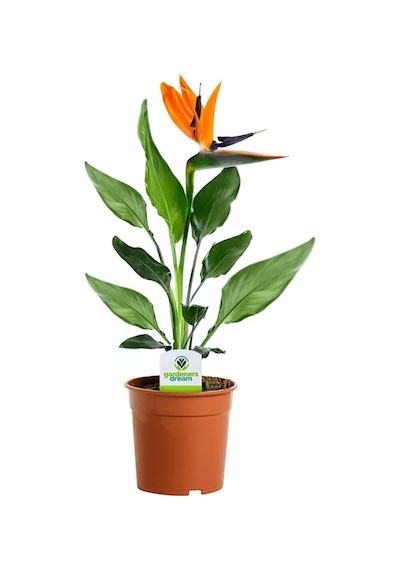 Starliçe (Cennet Kuşu Çiçeği) Strelitzia Nicolai - 60 cm 3 Adet