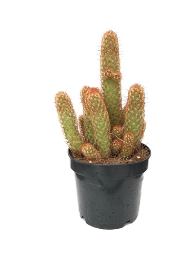 Mammillaria Elongata 'Copper King' (Kaktüs) Ø12 CM Y20-25 CM