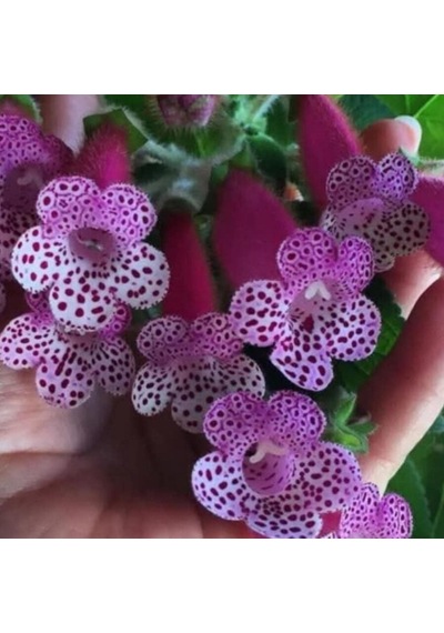 Özel Çeşit Bts Maggie Kohleria Japon Küpelisi Çiçeği Fidesi Mini Potta