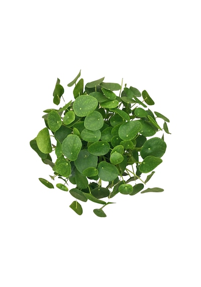 Pilea Peperomioides - Ev Ve Ofis Bitkisi N11.4645