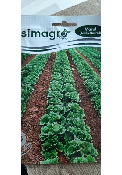 Kolukısa Tarım Simagro Yazlık Marul Tohumu
