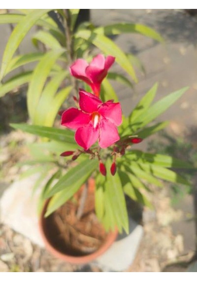 Videolu Kırmızı Bodur Zakkum 40 60 Cm 1 Adet Saksılı Çiçekli Dış Mekan Bitkisi Nerium Oleander