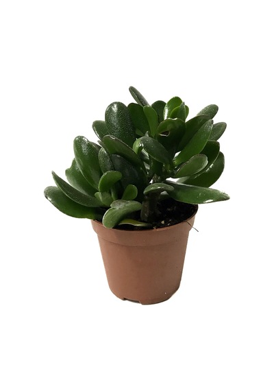 Crassula Arborescens (Sukulent) Ø8,5 CM Y10-15 CM
