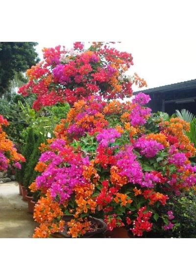 Bougainvillea Begonvil Fidanı, 40-60 Cm, Saksıda