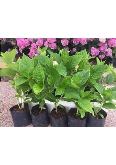 Hydrangea Macrophylla White Beyaz Ortanca Fidanı Fidesi 10-30 Cm