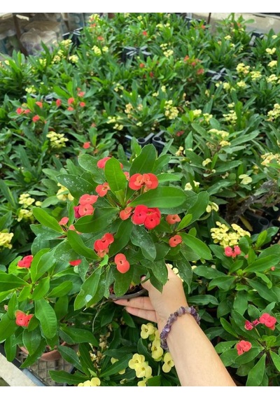 Kırmızı Renk Milli Dikenler Tacı Çiçeği 1 Adet Saksılı Euphorbia Milii