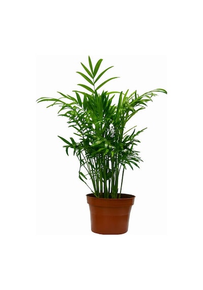 Serada Decor Plant Areka Dağ Palmiyesi & Pilea Set 2li İç Mekan Ofis Bitkisi