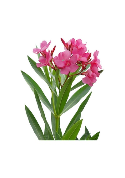Videolu Pembe Zakkum Fidanı Saksılı 40-65 Cm Saksılı Çiçekli Bodur Bitkiler Oleander