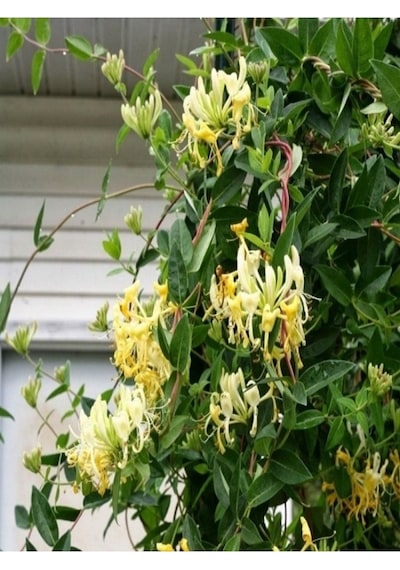 Kokulu Lonicera Caprifolium Hanımeli Çiçeği Fidanı 10-20 Cm