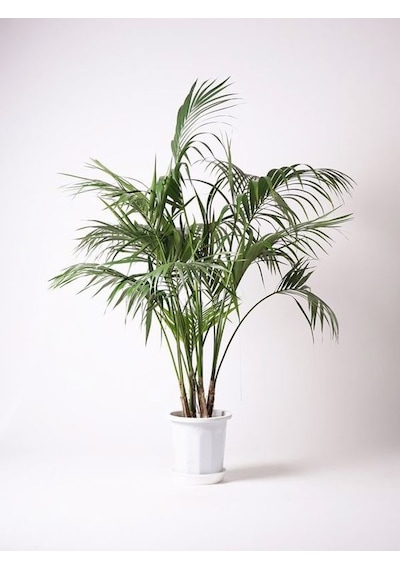 Serada Decor Plant Areka Salon Palmiyesi Salon Palmiyesi 80-120 Cm Areca Palm Salon Ofis Bitkisi