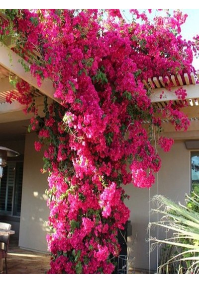 Videolu Pembe Begonvil Çiçeği 30 60 Cm 1 Adet Tüplü Çiçekli Iç/ Dış Mekan Bitkisi Bougainvillea