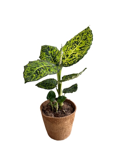 Dieffenbachia Reflector Difenbahya