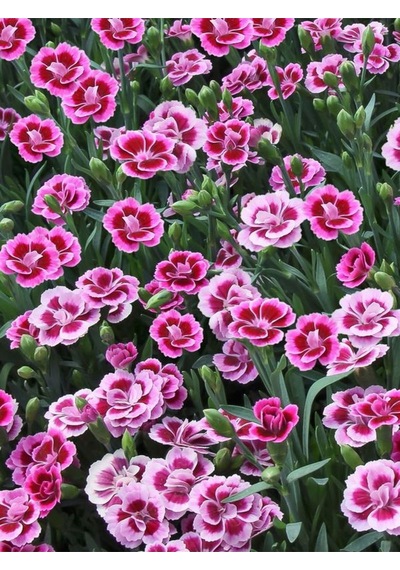 Kokulu Pembe Renk Ebruli Karanfil Çiçeği 1 Adet Saksılı Bodur Tür 15-25cm