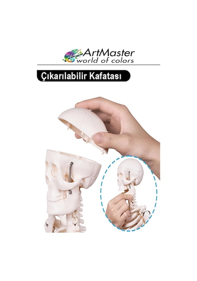 İskelet Sistemi Maketi 85 Cm 1 Adet İnsan İskelet Modeli Haraketli Eğitim İskelet Anatomisi İskelet Sistemi
