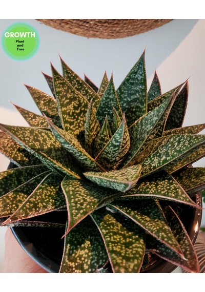 Gasteria Flow Suklent 1 Adet