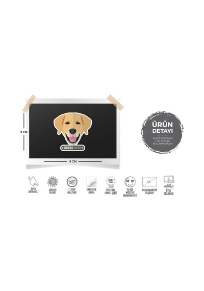 Bay Etiket Andg16 Golden Retriever Kopek Sticker