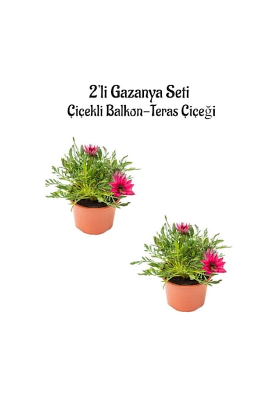 Koyu Pembe Renk Gazanya Çiçeği 2 Adet Saksılı 10-20cm Bahçe Balkon Çiçeği