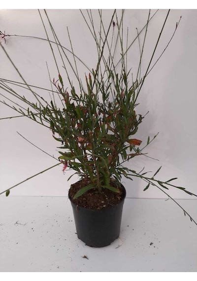 Gaura 2 Adet Lindheimeri Gavura Çiçeği 20-30cm Kırmızı Beyaz