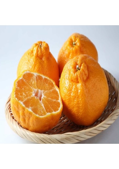 Tüplü Aşılı Çekirdeksiz Ovari Mandalina  Fidanı