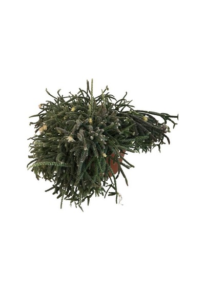 Rhipsalis Pilocarpa -spagetti Kaktüs