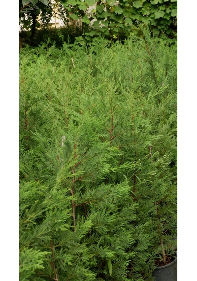 Leylandi Fidanı Canlı Çit Bitkisi 120-140 Cm