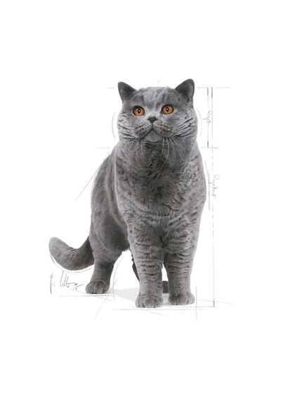 British Shorthair Yetişkin Kedi Maması 400 Gr X 2 Adet
