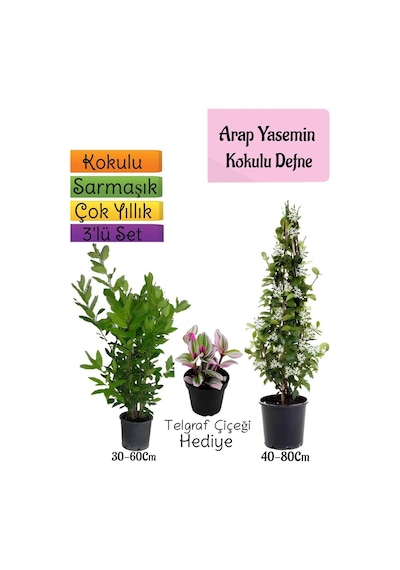 Kokulu Arap Yasemini+defne Çalısı+telgraf Çiçeği 3'lü Bahçe Seti