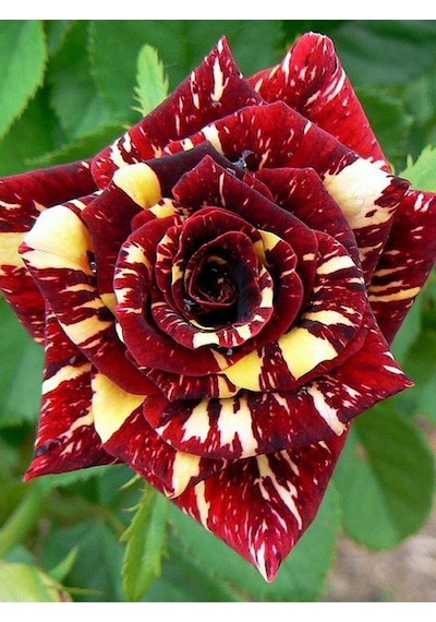 Avantajlı Yediveren Aşılı Sihirbaz Abrakadabra Gül Fidanı 1 Adet Saksılı 50-90 Cm Wizard Rose
