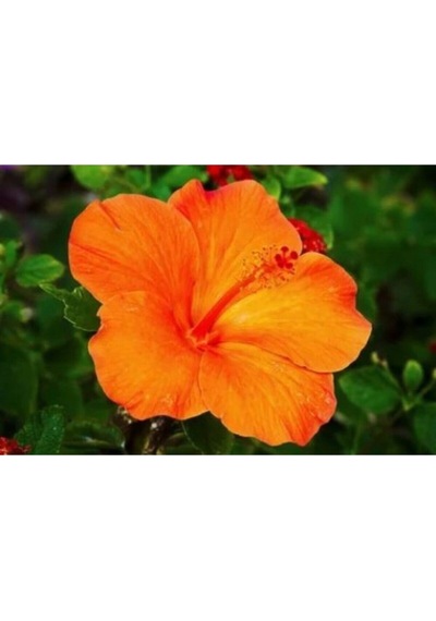 Turuncu Japon Gülü Çiçeği Fidanı 20-45 Cm Saksılı Çiçekli Bodur Bitkiler Hibiscus Rose