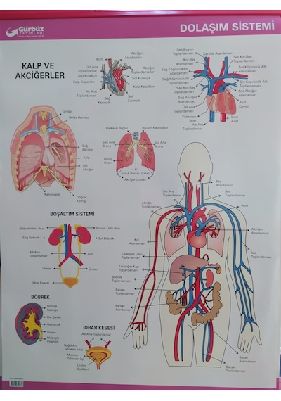Gürbüz Dolaşım Sistemi Anatomi Levhası 70X100CM Askılı