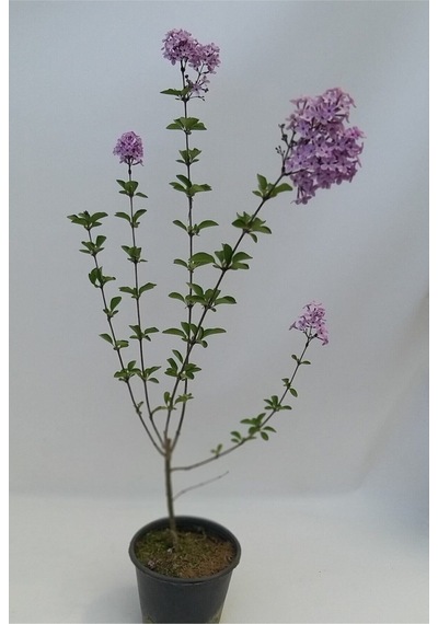 Videolu Mis Kokulu 1 Adet Leylak Ağacı Fidanı 70-120cm Saksılı LeTree Sapling
