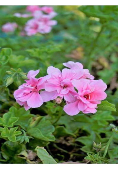 Toz Pembe Sakız Sardunya Sarkan 1 Adet Saksılı 30-50cm Teras Bitkisi Pelargonium Peltatum